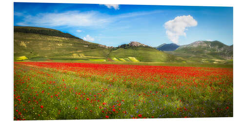 Foam board print Poppies at Piano Grande, Italy