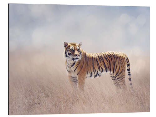 Gallery print Tiger