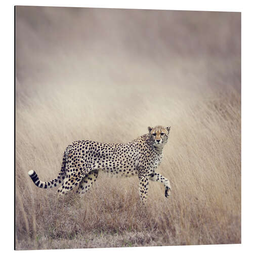 Aluminium print Cheetah on the hunt