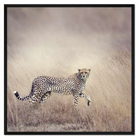 Gerahmter Kunstdruck Gepard auf der Jagd
