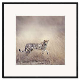 Kunsttryk i ramme Cheetah on the hunt