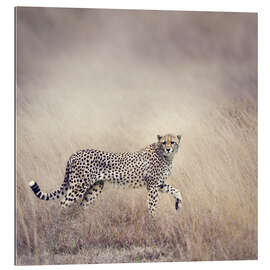 Gallery print Cheetah on the hunt