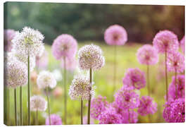 Canvastavla Pink Allium flowers