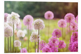 Foam board print Pink Allium flowers