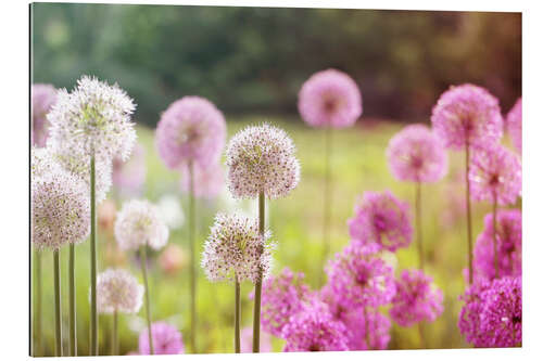 Gallery print Pink Allium flowers