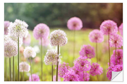 Sticker mural Pink Allium flowers