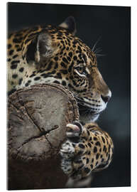 Akrylbilde  Hvilende leopard