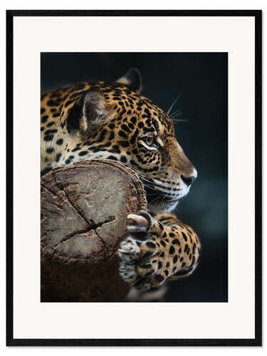 Impresión de arte enmarcada Leopardo en reposo