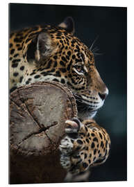 Gallery Print Ruhender Leopard