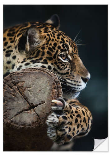 Wall sticker Restful Leopard