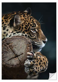 Wall sticker Restful Leopard