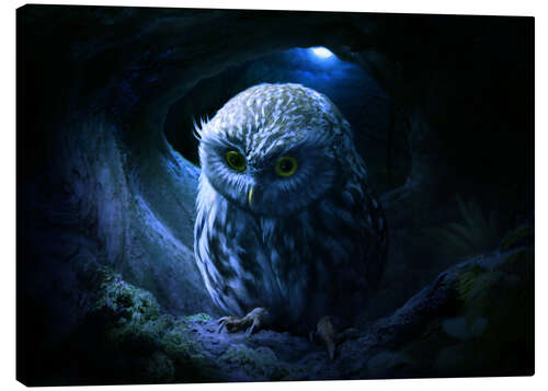 Canvas print Little owl