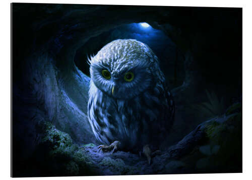 Gallery print Little owl