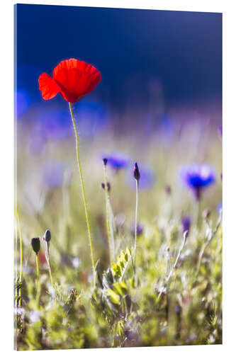 Tableau en verre acrylique Blooming poppies and lentils