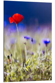 Aluminiumtavla Blooming poppies and lentils