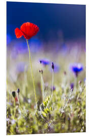 Foam board print Blooming poppies and lentils