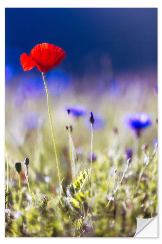 Selvklebende plakat Blooming poppies and lentils