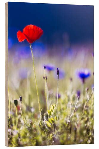 Holzbild Blühender Mohn und Linsen