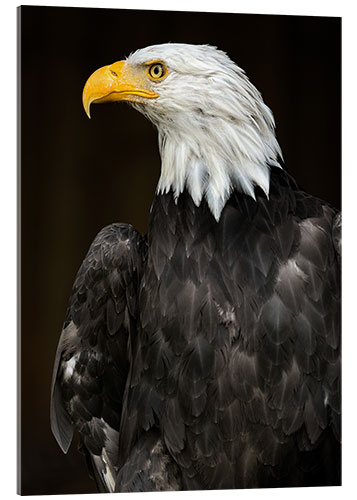 Acrylic print Bald Eagle Portrait