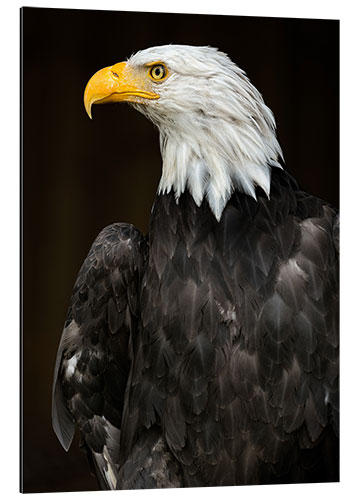 Stampa su alluminio Bald Eagle Portrait