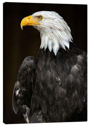 Canvas print Bald Eagle Portrait