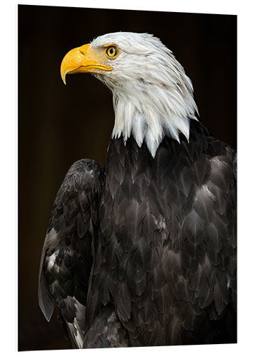 Quadro em PVC Bald Eagle Portrait