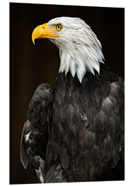 Foam board print Bald Eagle Portrait