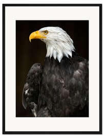 Gerahmter Kunstdruck Seeadler Portrait