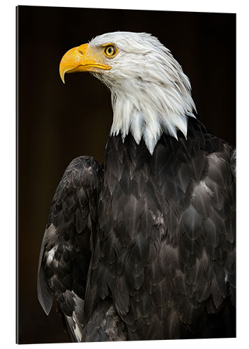 Gallery print Bald Eagle Portrait