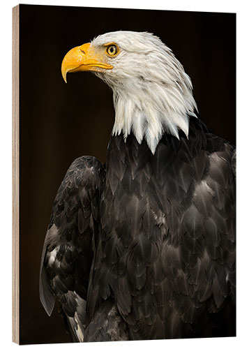 Holzbild Seeadler Portrait