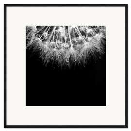 Inramat konsttryck Macro shot of a dandelion