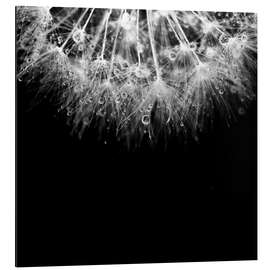 Magnettafel Makroaufnahme einer Pusteblume