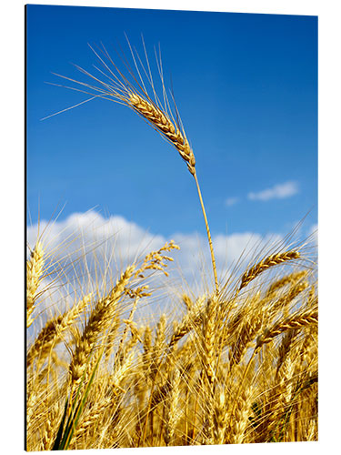 Stampa su alluminio wheat