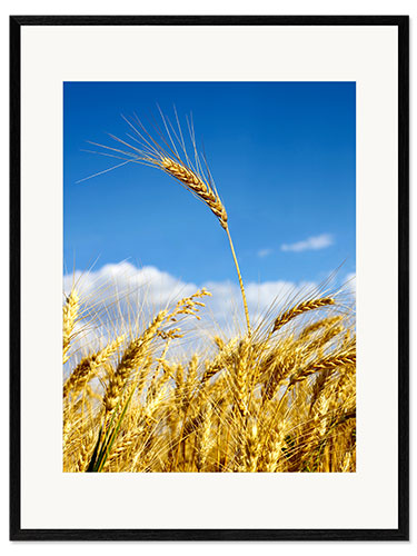 Impresión de arte enmarcada wheat