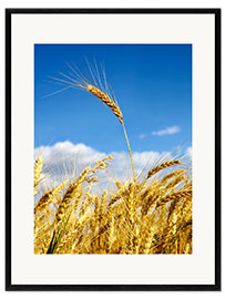 Inramat konsttryck wheat