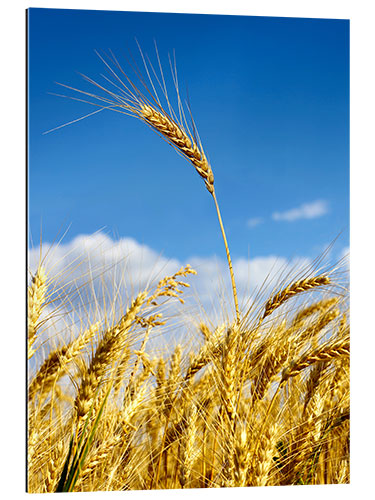 Quadro em plexi-alumínio wheat