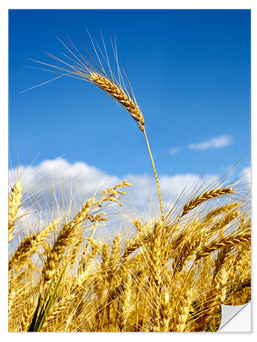 Selvklebende plakat wheat