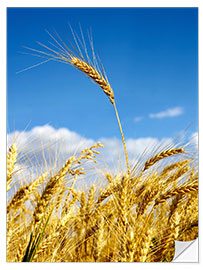 Selvklebende plakat wheat