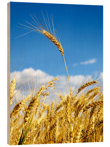 Cuadro de madera wheat