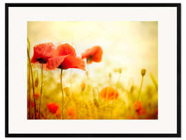 Impression artistique encadrée Coquelicot en sépia