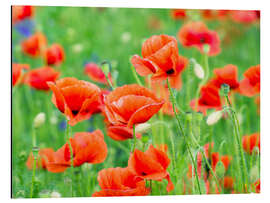 Aluminium print Poppy