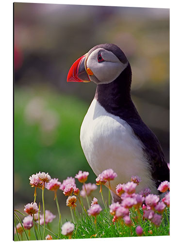 Aluminium print Puffin