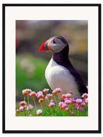 Gerahmter Kunstdruck Papageientaucher