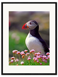 Ingelijste kunstdruk Puffin