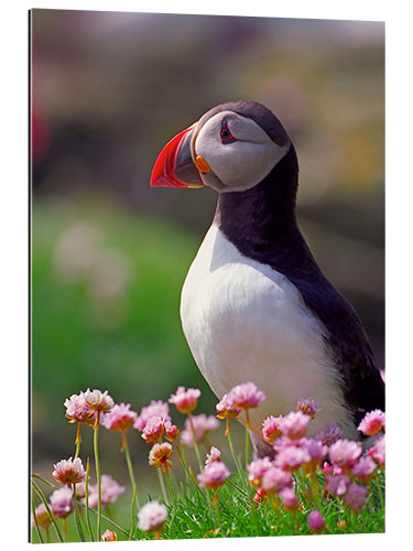 Gallery print Puffin