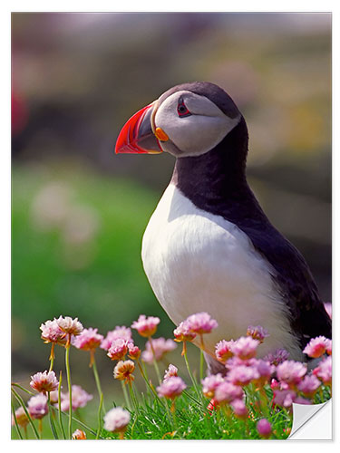 Selvklæbende plakat Puffin