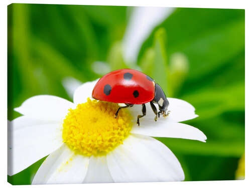 Tableau sur toile spring luck
