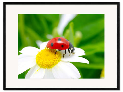 Ingelijste kunstdruk spring luck