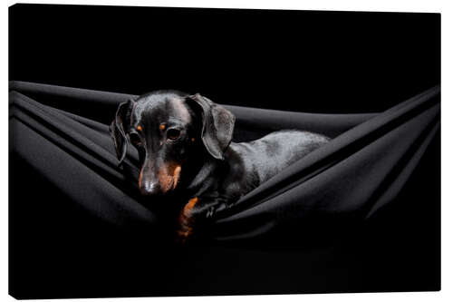 Canvas-taulu Pensive Dachshund