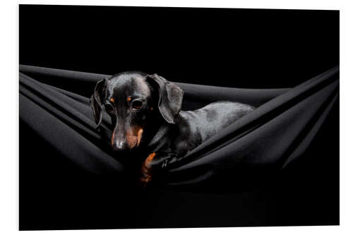 Foam board print Pensive Dachshund